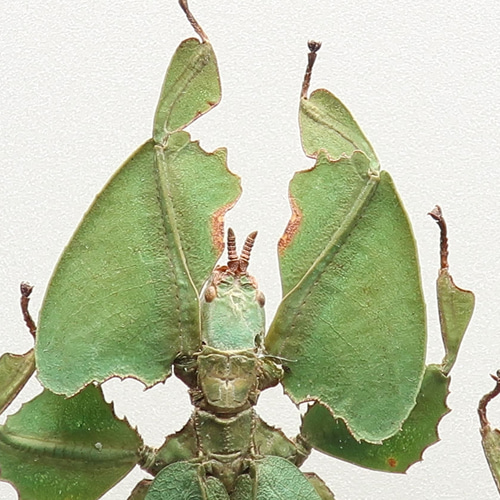 似名人 ◇コノハムシ◇ アクリルフレーム 昆虫の標本 その他アート lis