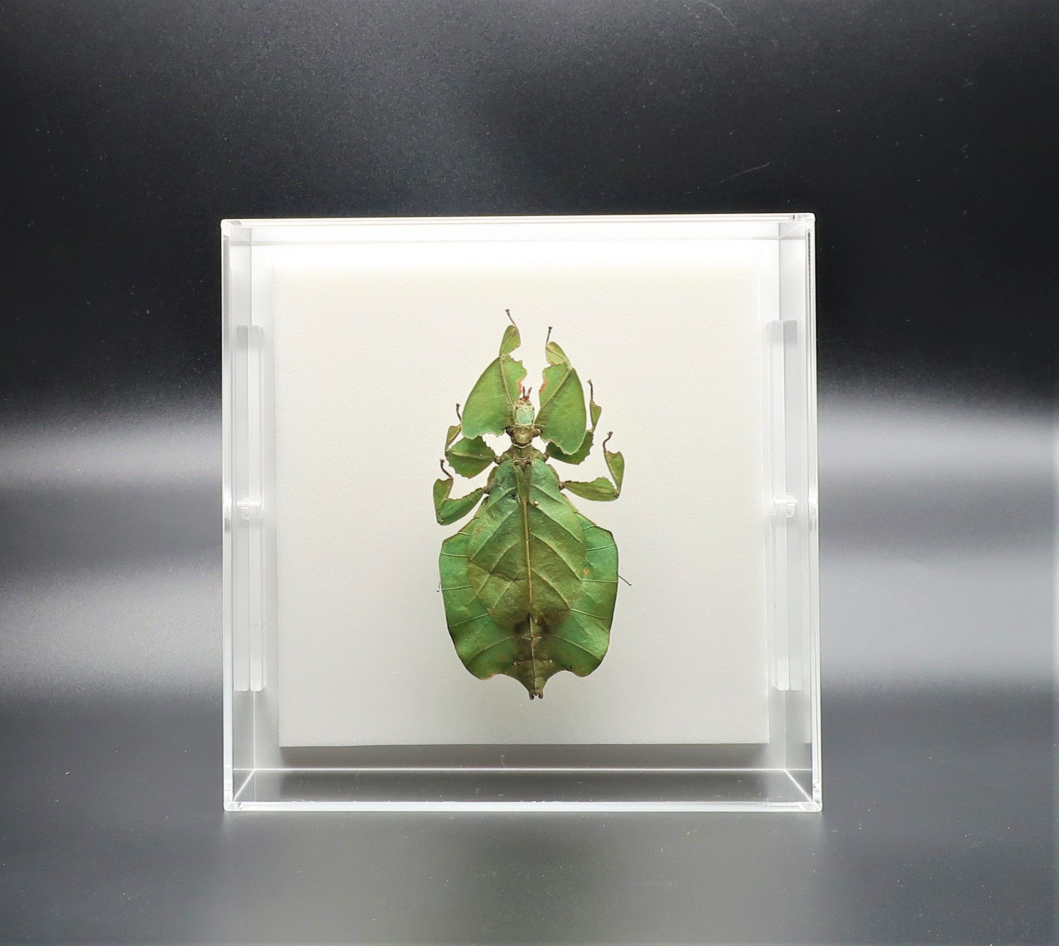 ３色コノハムシ標本