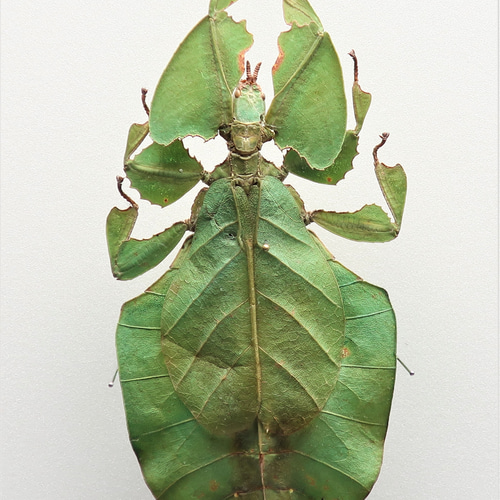 似名人 ◇コノハムシ◇ アクリルフレーム 昆虫の標本 その他アート lis