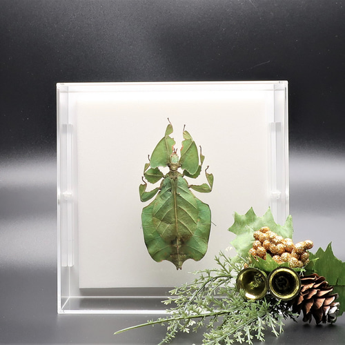 似名人 ◇コノハムシ◇ アクリルフレーム 昆虫の標本 その他アート lis