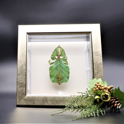 似名人 ◇コノハムシ◇ ライトフレーム 昆虫の標本 その他アート lis  