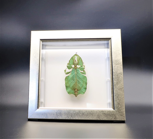 似名人 ◇コノハムシ◇ ライトフレーム 昆虫の標本 その他アート lis