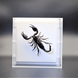 似名人 ◇コノハムシ◇ アクリルフレーム 昆虫の標本 その他アート lis