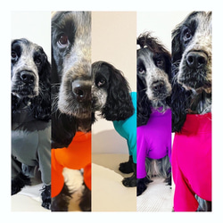 新作‼️ネイビー追加❗️中型犬ボディースーツ　UVカット　オールシーズン使える　ネオンカラー6色　　 1枚目の画像