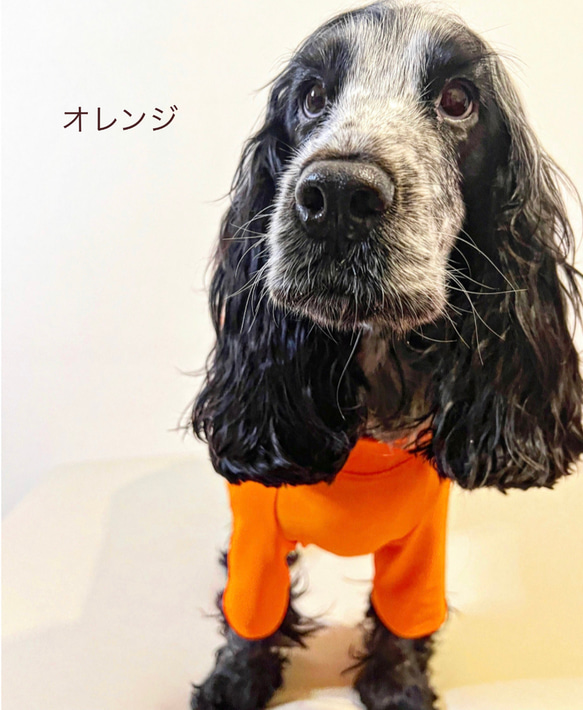 新作‼️ネイビー追加❗️中型犬ボディースーツ　UVカット　オールシーズン使える　ネオンカラー6色　　 7枚目の画像