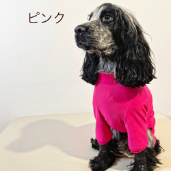 新作‼️ネイビー追加❗️中型犬ボディースーツ　UVカット　オールシーズン使える　ネオンカラー6色　　 8枚目の画像