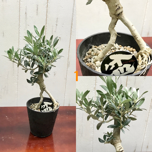 根上がり♡ 盆栽 オリーブの木 souju セントキャサリン その他