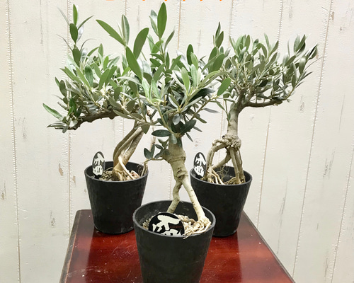 【SOUJU】オリーブ　オリーブの木　美樹形　セントキャサリン　幹太　No.26 SOUJU】オリーブ オリーブの木 美樹形 セントキャサリン 幹太 No.27