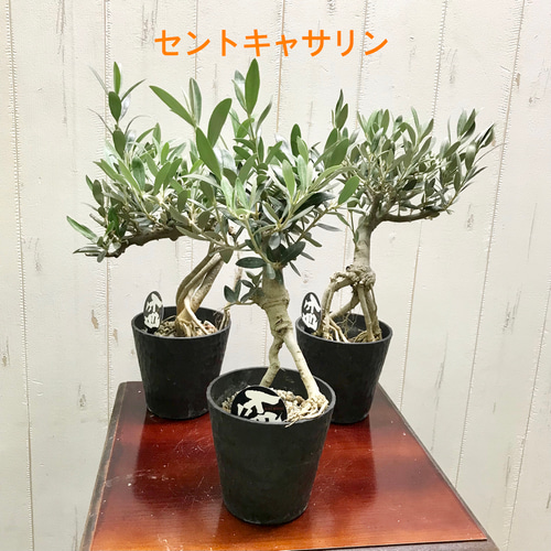 根上がり♡ 盆栽 オリーブの木 souju セントキャサリン その他