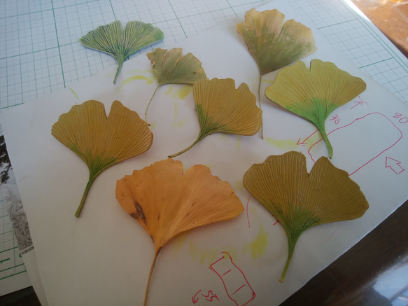 ヌメ革の銀杏の葉のブローチ 2枚目の画像