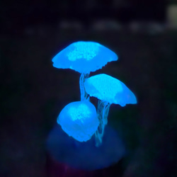  第3張的照片