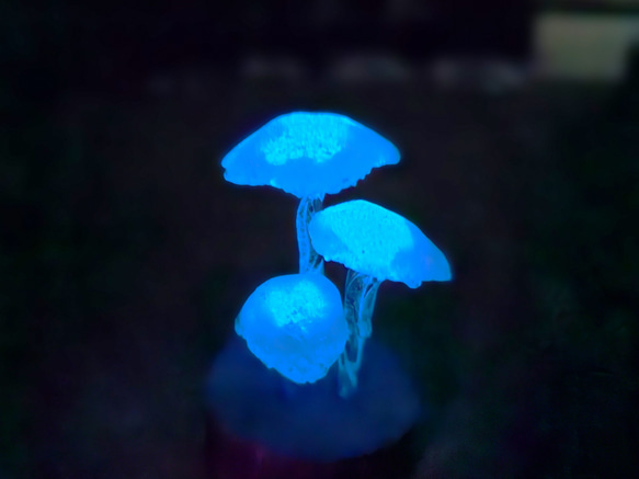  第3張的照片