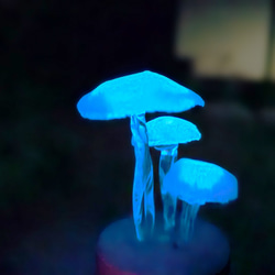  第2張的照片