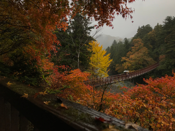 autumn leaves【2019.november①】 3枚目の画像