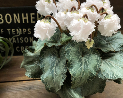 白鳥 4a4faba8fbf40f7f53ae04609cac6b