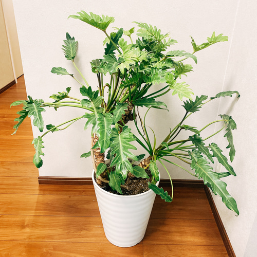 幹上がりが美しいフィロデンドロン・クッカバラA10・ 南国の雰囲気を楽しめる一鉢 フィロデンドロン：クッカバラ（幹上がり） 6号鉢植え25-01 の