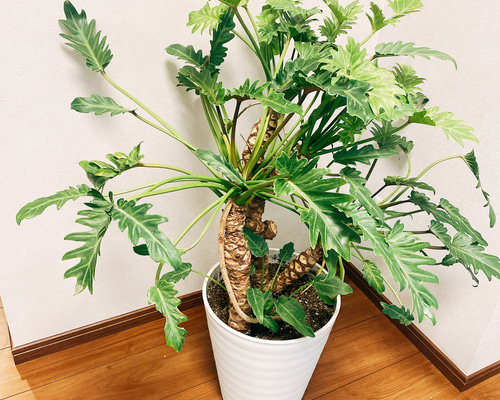 ea765a01019f3360bc2b72d70b1646