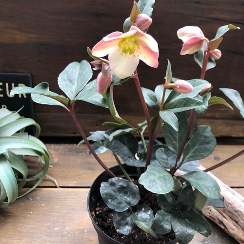 マエストロ♡クリスマスローズ♡ニゲル×リビタス♡希少 アートフラワー