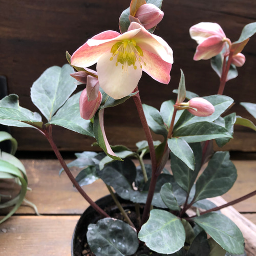 マエストロ♡クリスマスローズ♡ニゲル×リビタス♡希少 アートフラワー