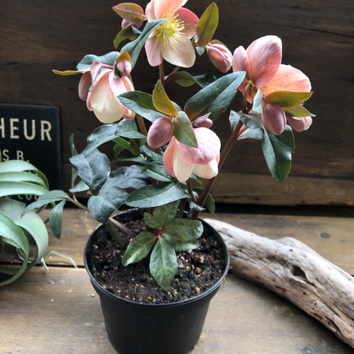 マエストロ♡クリスマスローズ♡ニゲル×リビタス♡希少 アートフラワー