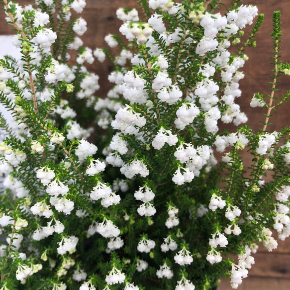 スズランエリカ♡真っ白の花♡観葉植物♡ガーデニング 16枚目の画像