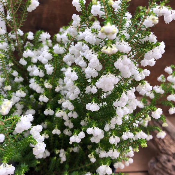 スズランエリカ♡真っ白の花♡観葉植物♡ガーデニング 2枚目の画像