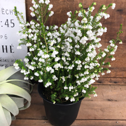 スズランエリカ♡真っ白の花♡観葉植物♡ガーデニング 14枚目の画像