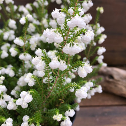 スズランエリカ♡真っ白の花♡観葉植物♡ガーデニング 4枚目の画像