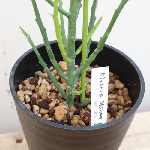【受付終了】【特大220センチ】ミルクブッシュ　観葉植物　　多肉植物　ビザールプランツ　インテリア　リビング　窓際　　グリーン　プランツ　植物 風変わりな植物＊ユーフォルビア＊フィフェレネンシス＊観葉植物
