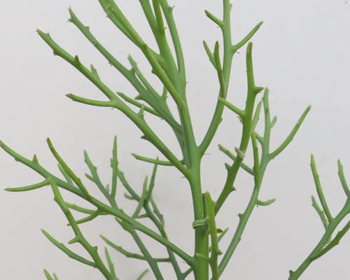【受付終了】【特大220センチ】ミルクブッシュ　観葉植物　　多肉植物　ビザールプランツ　インテリア　リビング　窓際　　グリーン　プランツ　植物 観葉植物 ミルクブッシュ S 5号鉢 植物 5号 インテリア 室内 リビング