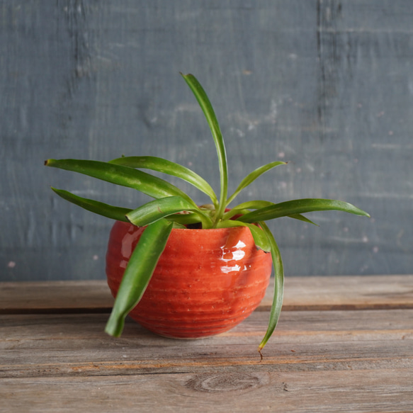 陶器】赤のミニ鉢カバー 送料無料 その他インテリア雑貨 yaya 通販