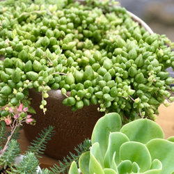 レア品種♡エンジェルディアーズ錦＊多肉植物＊カット苗 3枚目の画像