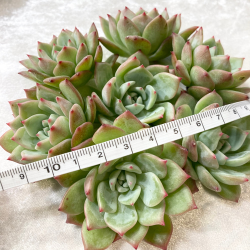 № 47☆AKマリア☆韓国苗 多肉植物 エケベリア 多肉植物 Succulent