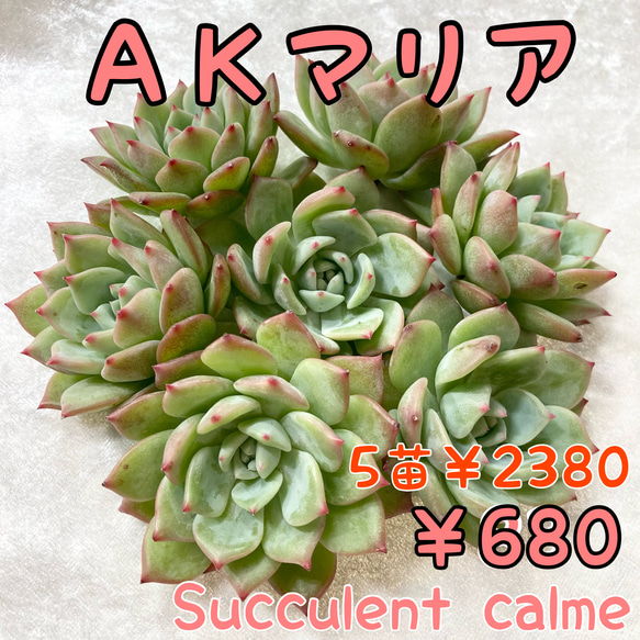 マリア錦◎多肉植物 カット苗 韓国苗 エケベリア等 マリア錦 – 多肉植物の通販・販売サイト tawawa