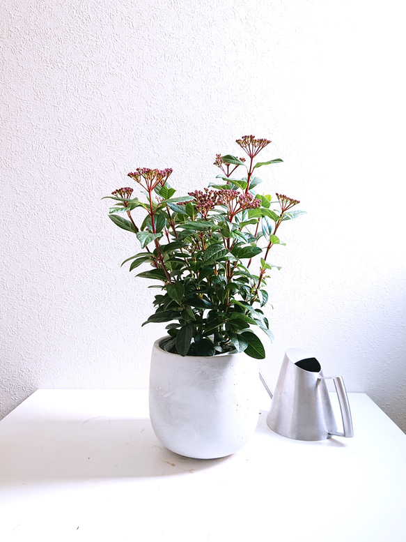 ○数量限定○新作○ 希少 美しく珍しいブルーの実 ”ビバーナム