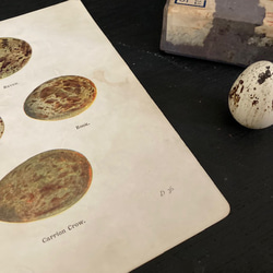 nest egg print　エッグプリント 紙もの 古紙 カリグラフィ 北欧のくらし 味紙 植物図鑑 2枚目の画像