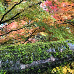 autumn leaves【2019.november②】 3枚目の画像