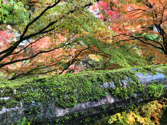 autumn leaves【2019.november②】 3枚目の画像