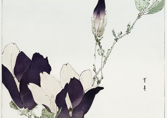 【NO.428】モクレンの日本画アートポスター☆木蓮の花お正月和柄和モダン玄関☆A5A4A3A2A1B5B4B3B2B1 2枚目の画像