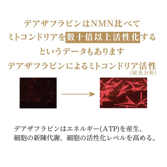 【お得な2本セット】デアザフラビン plus 5-ALA 1粒NMN1200mg相当 NADサプリメント 8枚目の画像