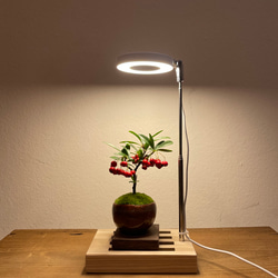 植物育成LEDライトスタンド（メープル） LED電球付 一輪挿し