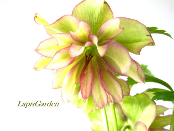 一点もの♥クリスマスローズ☆豪華な多弁ダブル☆3年生株 ☆6