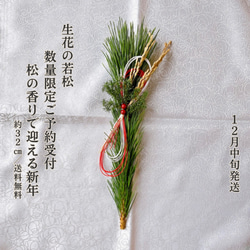 予約受付｜限定】天然若松×紅白水引の迎春飾り 2026｜正月飾り・玄関