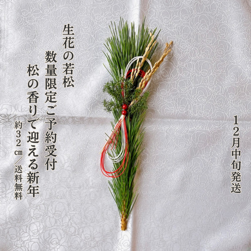 予約受付｜限定】天然若松×紅白水引の迎春飾り 2026｜正月飾り・玄関