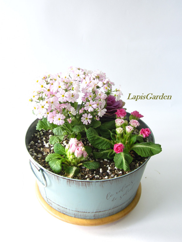 半額♥寄せ植えA♥ジュリアンと葉牡丹とサクラソウの 半額♥寄せ植えA♥ジュリアンと葉牡丹とサクラソウの