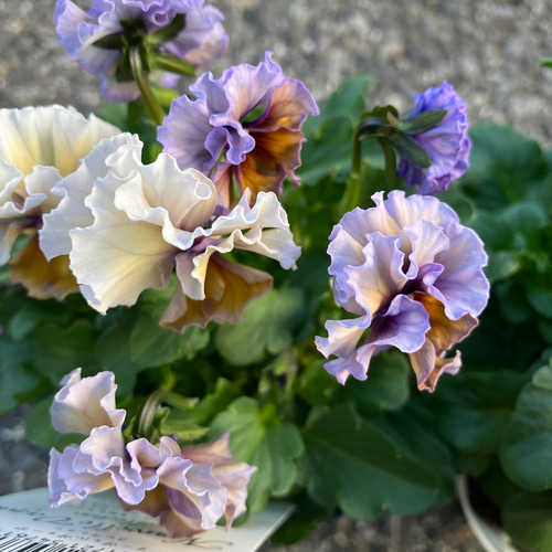 ヌーヴェルヴァーグ・アクアレール7 サトウ園芸さんのビオラ・ヌーヴェルヴァーグ「アクアレール」お色お