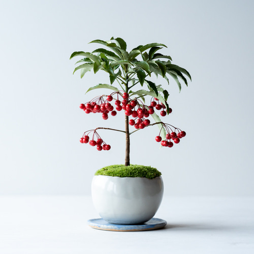 万両｜白いうつわ 盆栽 Sekibokka 通販 15183544｜Creema(クリーマ)