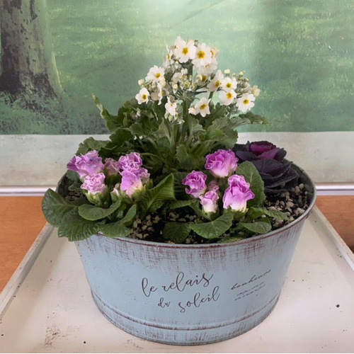 一年に感謝で半額♥寄せ植えB♥ジュリアンと葉牡丹とサクラソウの