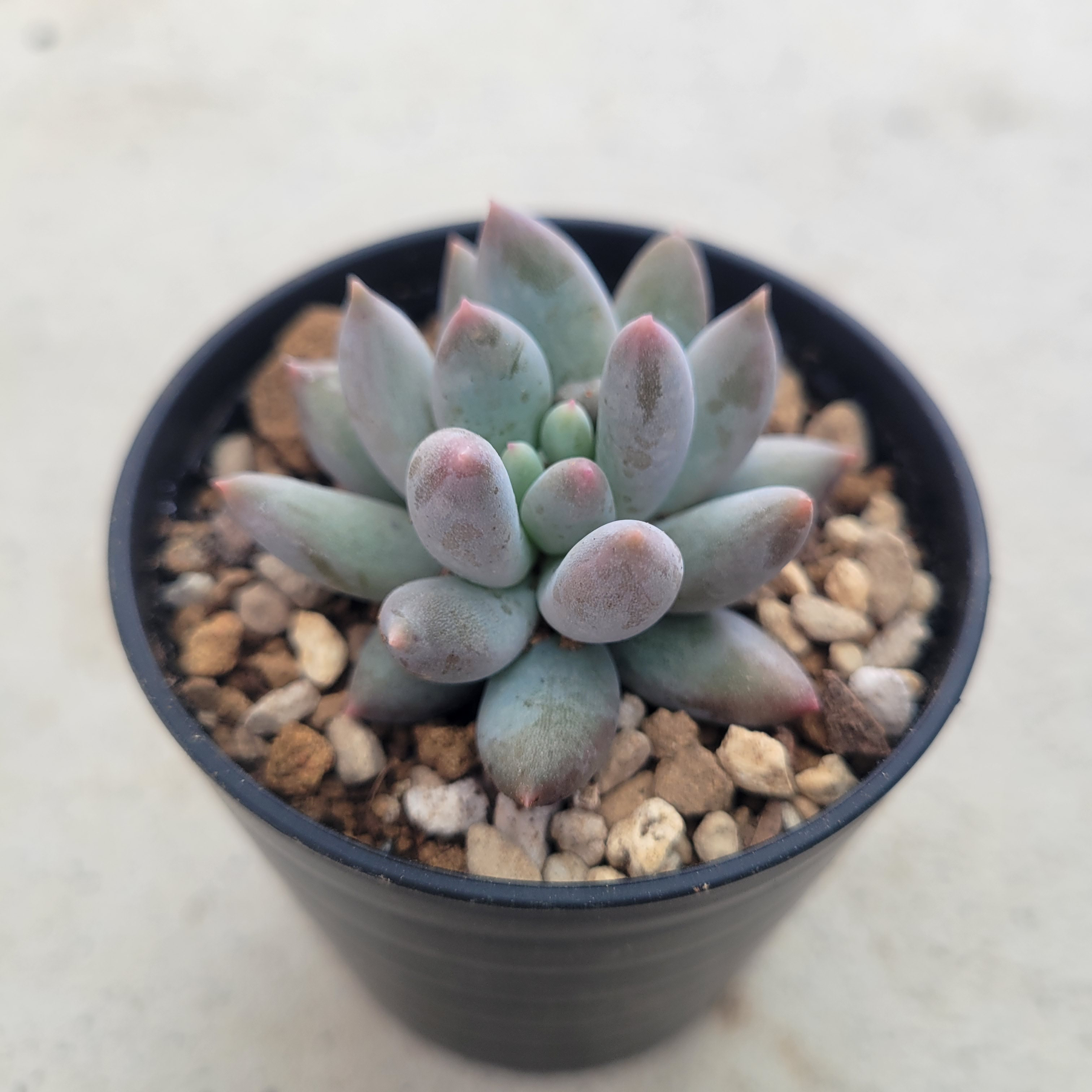 多肉植物❤レア❤ラコムビーナス❤抜き苗 その他インテリア雑貨 ✰Pan