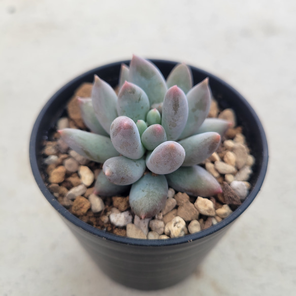 多肉植物❤レア❤ラコムビーナス❤抜き苗 その他インテリア雑貨 ✰Pan